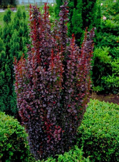 Dřišťál Thunbergov Atropurpureum 70/80 cm, v květináči Berberis thunbergii Red Rocket
